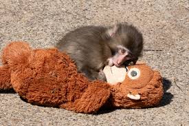 Punch: The Internet’s cutest sensation